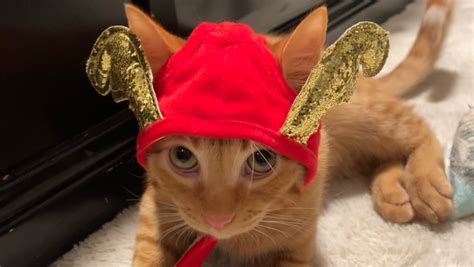 Fundraiser By Hector Tanajara Help Hades Get His Life Saving Surgery