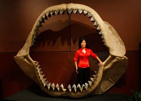 Whopping 50 Foot Long Megalodon Shape Detected By Atlantic Ocean Scanner