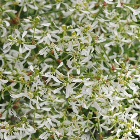 Euphorbia Hypericifolia Breathless® White Euphorbia Eberts Greenhouse