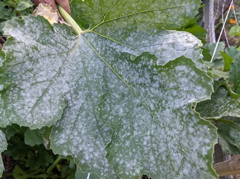 Powdery Mildew – Rose Tree Garden