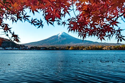 Musim Gugur Penuh Warna Di Gunung Fuji Jepang Danau Kawaguchiko Adalah ...