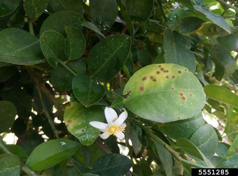 Citrus Canker Xanthomonas Citri Ex Hasse 1915 Gabriel Et Al 1989