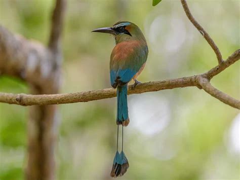 Turquoise-Browed Motmot: The National Bird of El Salvador - A-Z Animals