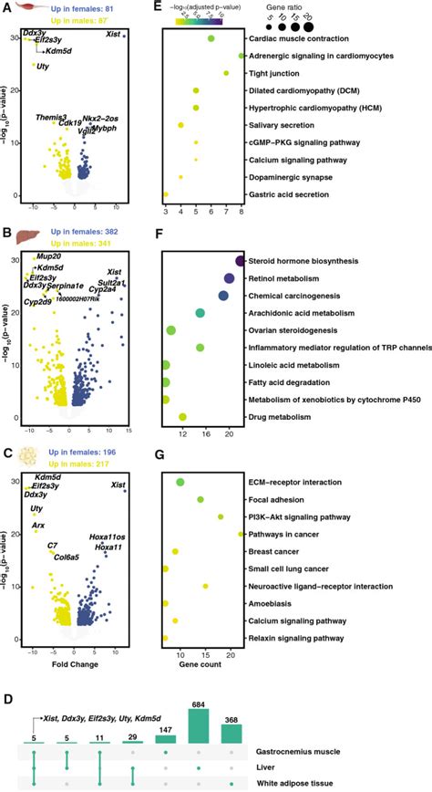 Sex Dimorphism And Tissue Specificity Of Gene Expression Changes In Aging Mice Pmc