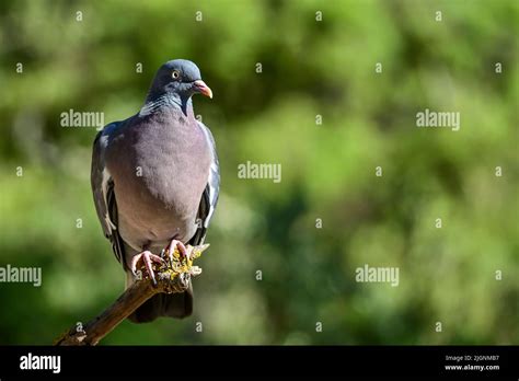 Columba palumbus - The wood pigeon is a species of columbiform bird in the Columbidae family ...