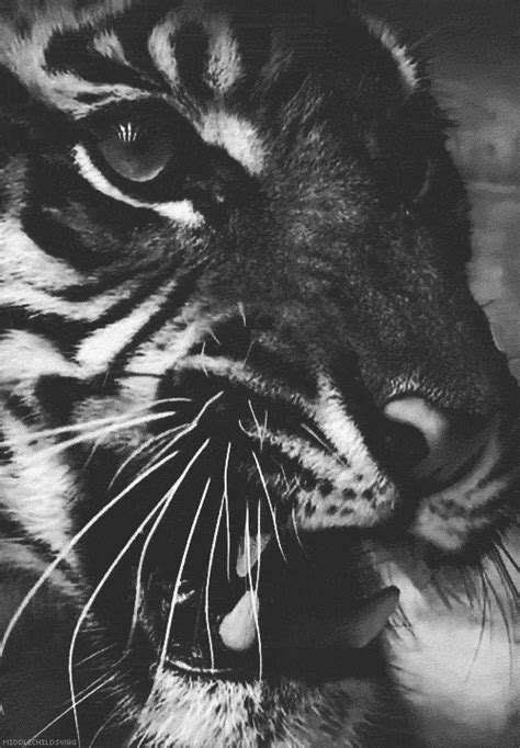 Tiger Teeth Pictures, Photos, and Images for Facebook, Tumblr ...