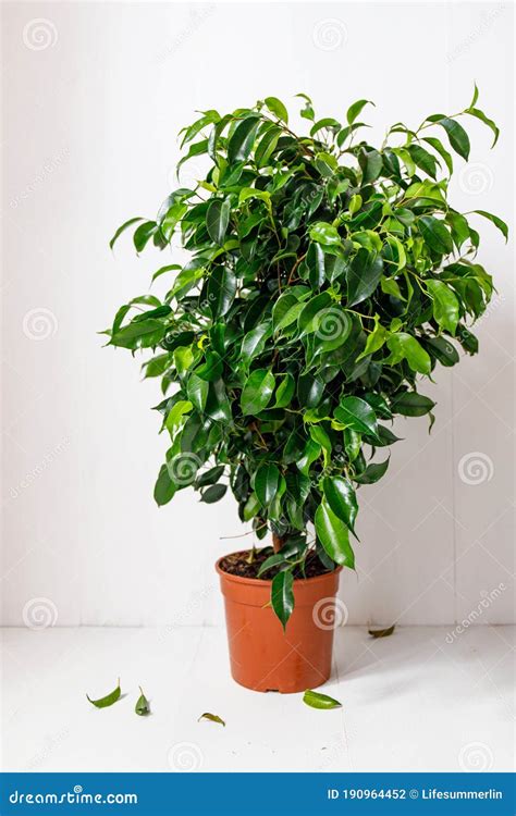 Plant Ficus Benjamina In A Dark Brown Pot Weeping Fig Benjamin Fig