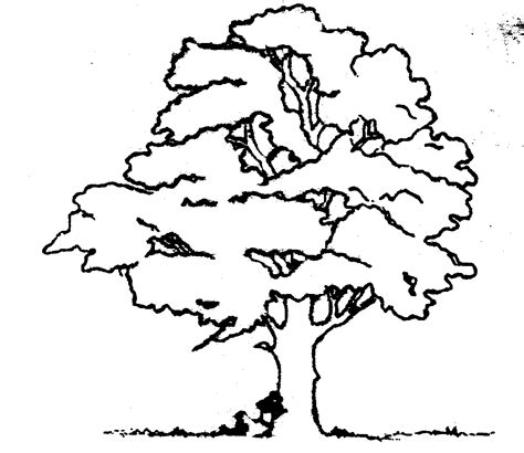 trees  drawing  getdrawings