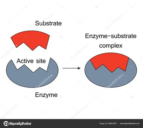 lock  key model enzyme substrate complex stock vector image