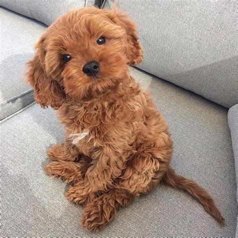 Cutest Brown Puppy