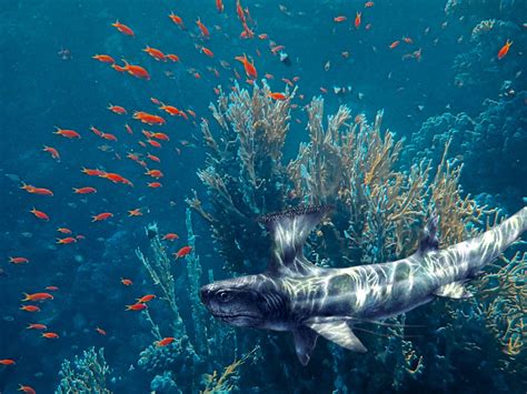 Prehistoric Sharks List