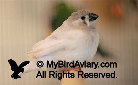 Cfw Zebra Finch Fledgling My Bird Aviary