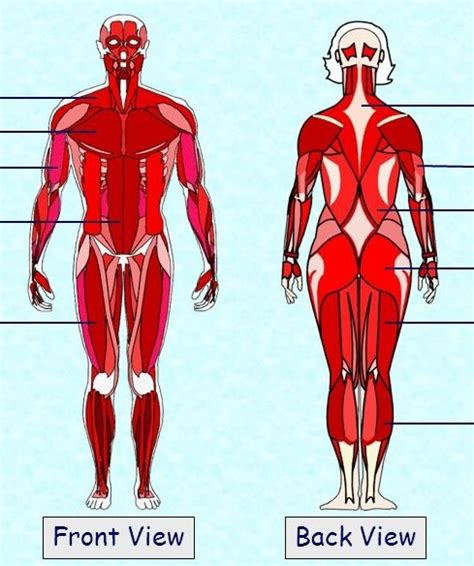 major muscles muscular system diagram quizlet