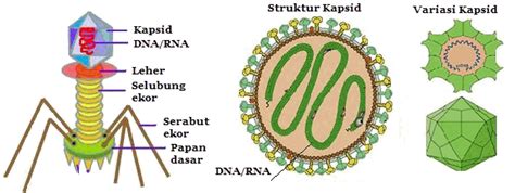 Struktur Bentuk Dan Klasifikasi Virus