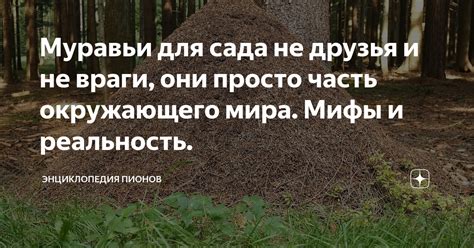 Муравьи для сада не друзья и не враги, они просто часть окружающего ...