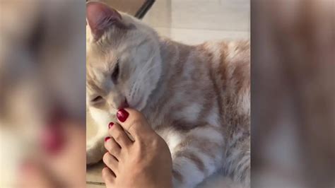 Stunden Sex Marathon OnlyFans Model Lily Phillips schläft mit