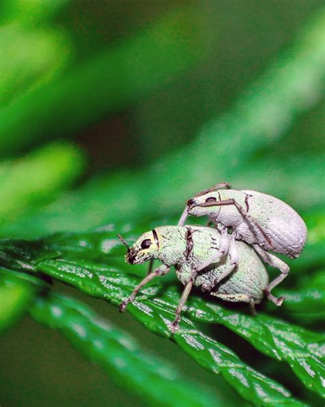 The Worlds Most Romantic Gallery Of Insect Sex Design You Trust Design Daily Since