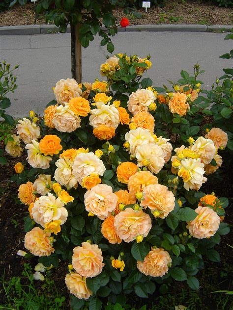 Саженцы розы гольдэльзе купить в Москве по цене от 690 рублей