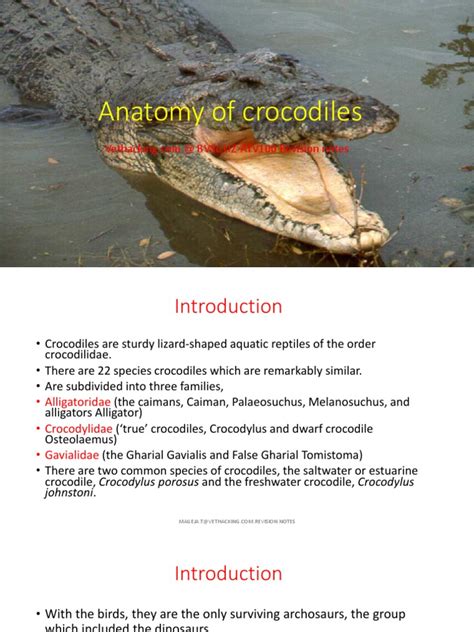 Anatomy of Crocodiles | PDF | Crocodile | Elbow