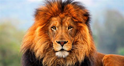 Интересные факты о львах (с фото) | VivaReit