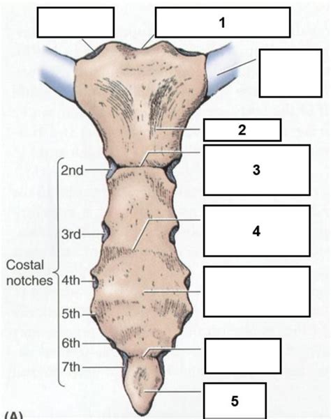 Lab 5 Thoracic Cage Diagram Quizlet