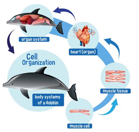 Bottlenose Dolphin Food Chain