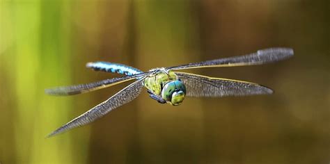 dragonfly darner royalty  images stock  pictures