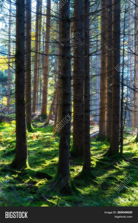 Naked Spruce Trees Image Photo Free Trial Bigstock