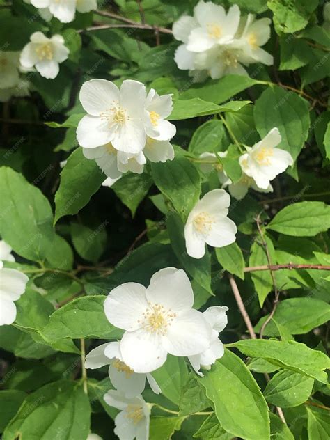 Premium Photo | A bush of white flowers with green leaves and the word
