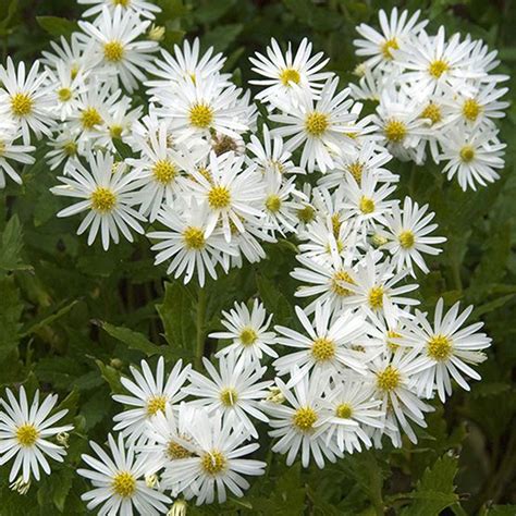 Buy hardy perennial Autumn aster ageratoides 'Ashvi' White - Bio