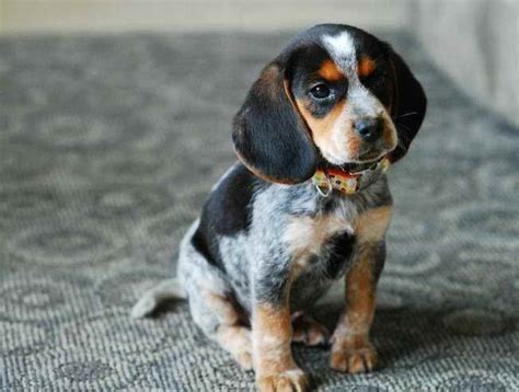 Bluetick Coonhound Beagle Mix