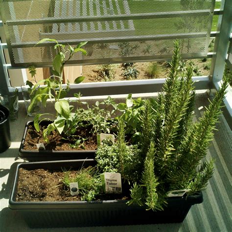 Grow Your Own Herbs with Lowes Ingredients