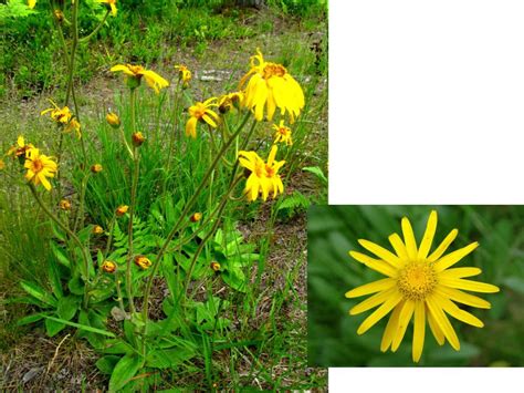 Презентация на тему: Растения и сырье, с преобладанием в эфирном масле