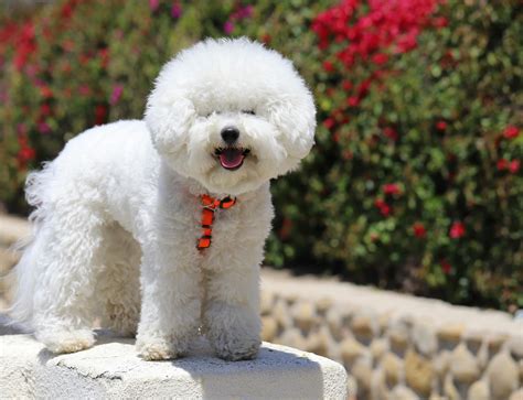 Bichon Frise versus Shih Tzu: Canine Companions Vergeleken
