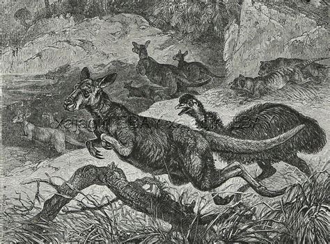 Tasmanian Tiger Thylacine Hunting Kangaroo And Emu 1880s Antique Print