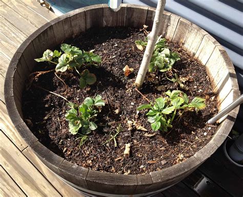 Propagating Boysenberry Plants - Free Plants