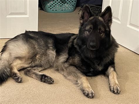 King German Shepherd Vs Shiloh Shepherd