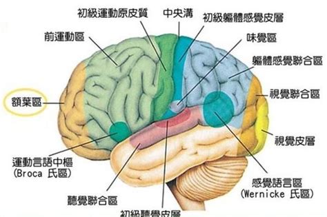 諾貝爾醫學獎發現燕窩酸的補腦因子 每日頭條