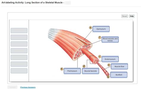Muscle Fiber Diagram