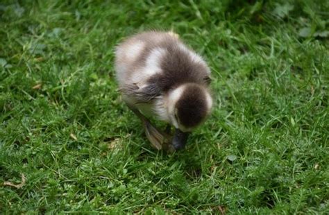Baby Goose Stock Photos, Images and Backgrounds for Free Download