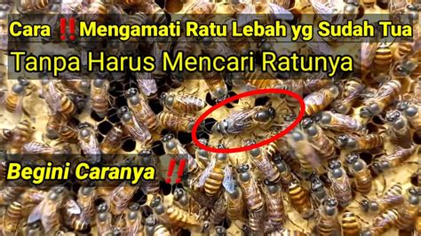 Cara Mengetahui Ratu Lebah Yg Sudah Tua Dan Masih Muda Tanpa Mencari