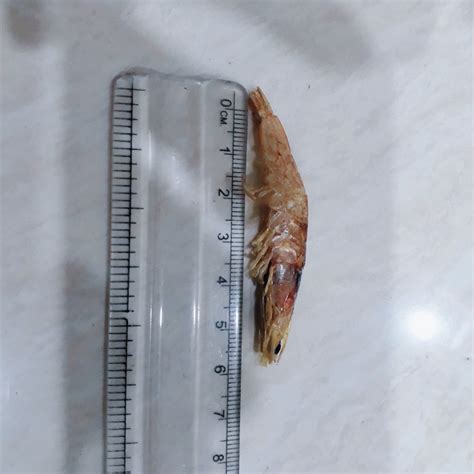 Red Dry Prawn Big Export Quality For Household Packaging Type Food