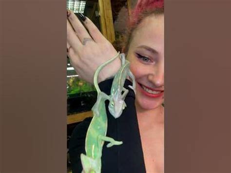 Спешите приобрести «Хамелеона за рубль» и создать свой уголок природы ...