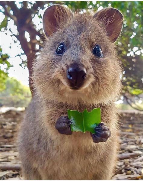 cute animal western australia