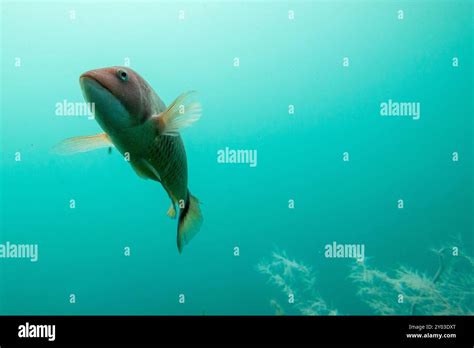 Parrot Fish In Milford Sound New Zealand Stock Photo Alamy