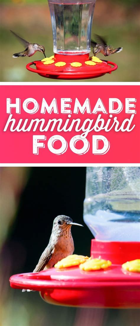 Homemade Hummingbird Sugar Water Recipe Basis Recipe