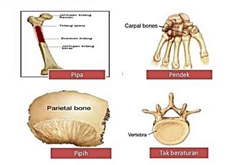 Detail Gambar Tulang Tidak Beraturan Koleksi Nomer 3