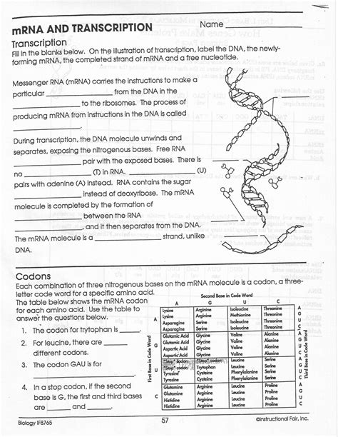 Dna Replication Worksheets