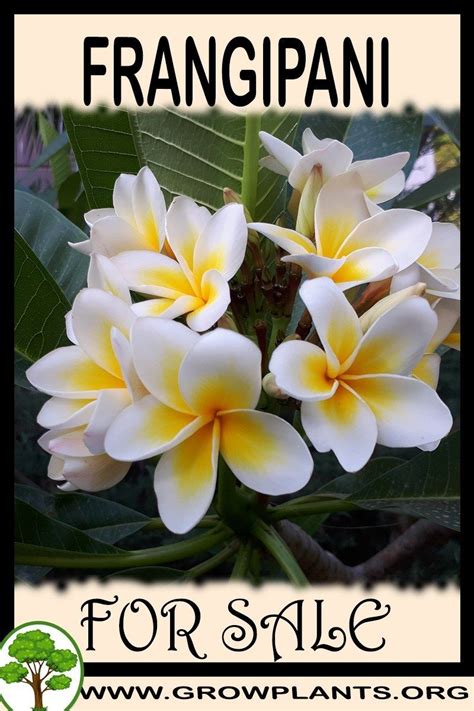Frangipani for sale - Gardening all need to know before buy this plant ...