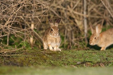 picture side  close rabbit sitting gravel brush